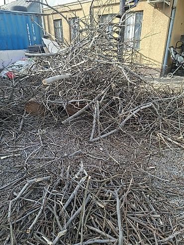 Дрова из обрезанных веток деревьев отдам даром Самовывоз - Порода at lalafo.kg Дрова из обрезанных веток деревьев отдам даром Самовывоз - Порода