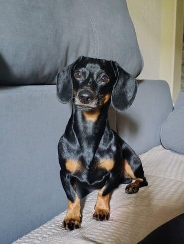 Вязка: Такса, Самец, 3 года, С прививкой at lalafo.kg Вязка: Такса, Самец, 3 года, С прививкой