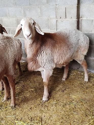 Продаю | Баран (самец) at lalafo.kg Продаю | Баран (самец)