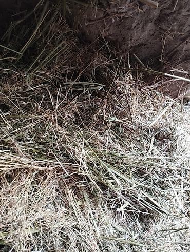 Экспарецевт сатылат биринчи кос at lalafo.kg Экспарецевт сатылат биринчи кос