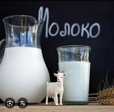 ЭЧКИНИН СУТУ САТЫЛАТ 1л 100сом Адрес Бишкек возле манас айрапорт Козье at lalafo.kg ЭЧКИНИН СУТУ САТЫЛАТ 1л 100сом Адрес Бишкек возле манас айрапорт Козье