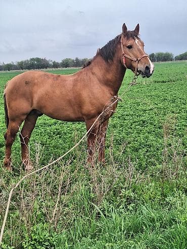 Продаю | Жеребец | Конный спорт at lalafo.kg Продаю | Жеребец | Конный спорт