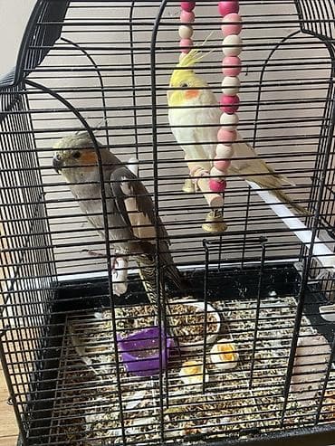 1 шт 2000 / сетка 2500 Попугайчики кореллы в комплекте с клеткой at lalafo.kg 1 шт 2000 / сетка 2500 Попугайчики кореллы в комплекте с клеткой