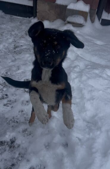 Собака даром: Дворняжка, 4 месяца, Самец at lalafo.kg Собака даром: Дворняжка, 4 месяца, Самец