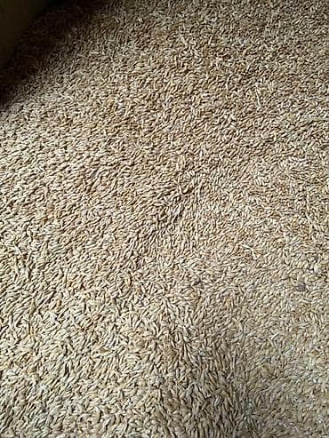 Арпа сатылат 28 сом. самовывоз at lalafo.kg Арпа сатылат 28 сом. самовывоз