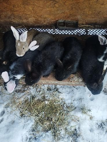 Продаю | Крольчата | Для разведения at lalafo.kg Продаю | Крольчата | Для разведения