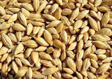 На вотсап звоните. Канадский сорт. продаю ячмень сорт Эдисон Канада at lalafo.kg На вотсап звоните. Канадский сорт. продаю ячмень сорт Эдисон Канада