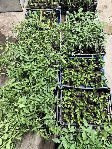 Самовывоз, Платная доставка at lalafo.kg Самовывоз, Платная доставка