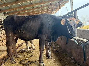 Продаю | Тёлка | На откорм | Привязанные, Стельные at lalafo.kg Продаю | Тёлка | На откорм | Привязанные, Стельные