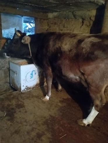 Продаю | Корова (самка) | Для молока at lalafo.kg Продаю | Корова (самка) | Для молока