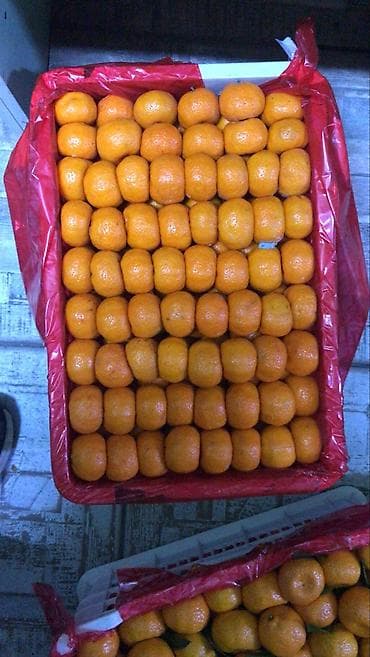 Аренда коворкинга: Сниму помещение в аренду, для продажи овощи фрукты. с многолетним at lalafo.kg — 2 Аренда коворкинга: Сниму помещение в аренду, для продажи овощи фрукты. с многолетним — 2