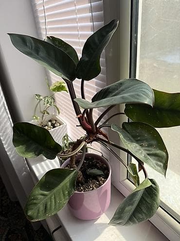 Филодендрон .горшок покупала за 400сом Декоративно-лиственное at lalafo.kg Филодендрон .горшок покупала за 400сом Декоративно-лиственное