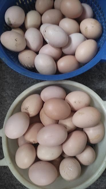 Яйца домашние, куриные. - Окраска скорлупы at lalafo.kg Яйца домашние, куриные. - Окраска скорлупы