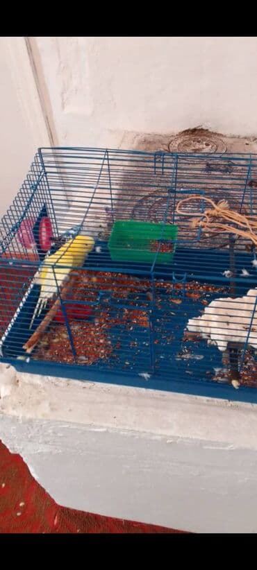 Клетка для мелких птиц с комплектом аксессуаров. - Материал at lalafo.kg Клетка для мелких птиц с комплектом аксессуаров. - Материал