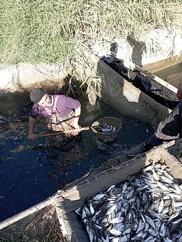 Lotus: Малёк Толстолобик Карп Амур принимаем заказы на очередь есть машина с at lalafo.kg — 5 Lotus: Малёк Толстолобик Карп Амур принимаем заказы на очередь есть машина с — 5