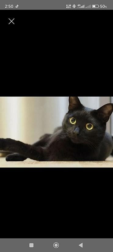 Британский короткошёрстной кот мальчик по имени Мисса' ему 2 года ищу at lalafo.kg Британский короткошёрстной кот мальчик по имени Мисса' ему 2 года ищу