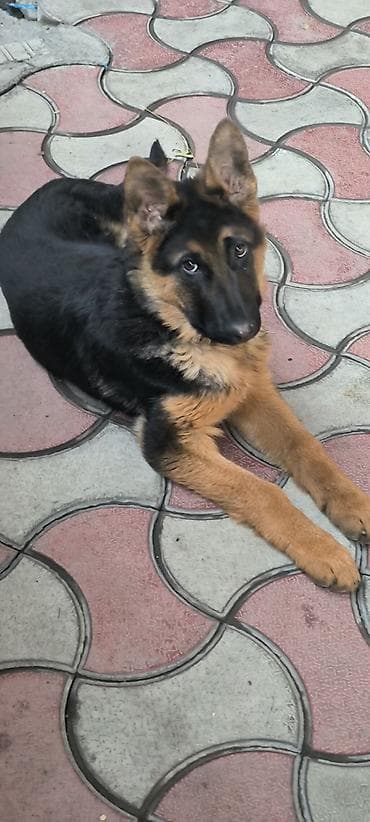 Немецкая овчарка, 5 месяцев, Самец, С прививкой at lalafo.kg Немецкая овчарка, 5 месяцев, Самец, С прививкой