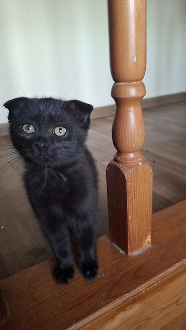 Скотиш Страйт (Шотландская прямоухая), 2 месяца, Мальчик, Черный, Приучена к лотку at lalafo.kg Скотиш Страйт (Шотландская прямоухая), 2 месяца, Мальчик, Черный, Приучена к лотку