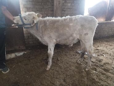 Продаю | Тёлка | На откорм | Привязанные at lalafo.kg Продаю | Тёлка | На откорм | Привязанные