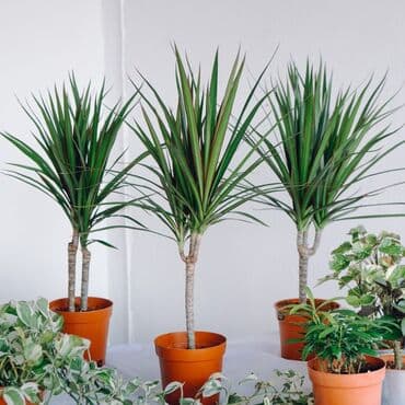 Драцена маргината (Dracaena marginata) в пластиковом горшке. - at lalafo.kg Драцена маргината (Dracaena marginata) в пластиковом горшке. -