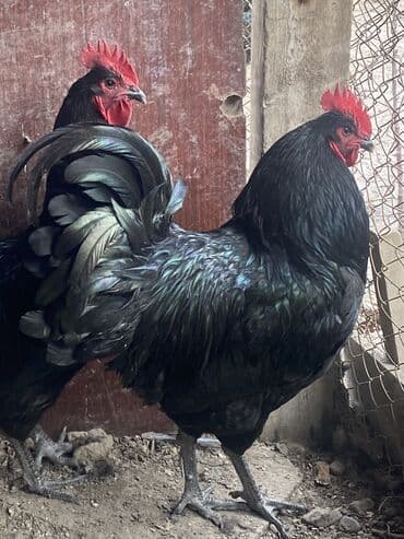 Продаю | Петух | Для разведения at lalafo.kg Продаю | Петух | Для разведения