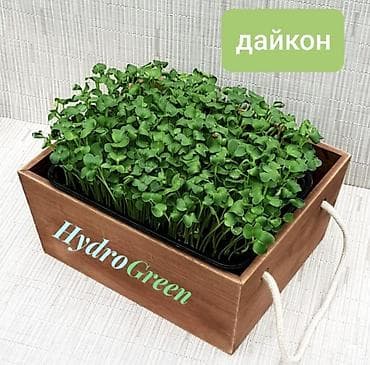 Шпинат: Микрозелень дайкона HydroGreen - Свежие проростки дайкона в поддоне at lalafo.kg — 1 Шпинат: Микрозелень дайкона HydroGreen - Свежие проростки дайкона в поддоне — 1