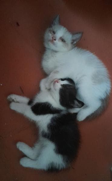 Кошка даром: Беспородная, Мальчик at lalafo.kg Кошка даром: Беспородная, Мальчик