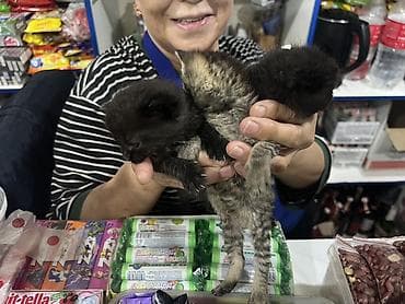 Очаровательные котята - Количество: 3 котёнка из одного помёта - at lalafo.kg Очаровательные котята - Количество: 3 котёнка из одного помёта -