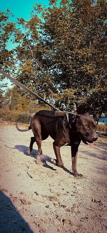 Dacia: Питбуль, 1 жаш, Ургаачы, Эмделген lalafo.kg да — 3 Dacia: Питбуль, 1 жаш, Ургаачы, Эмделген — 3