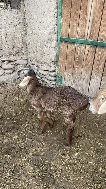 Продаю | Ягненок | Для разведения at lalafo.kg Продаю | Ягненок | Для разведения