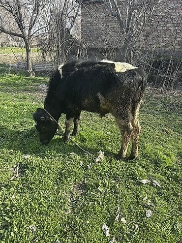 Продаю | Бык (самец) | На откорм at lalafo.kg Продаю | Бык (самец) | На откорм