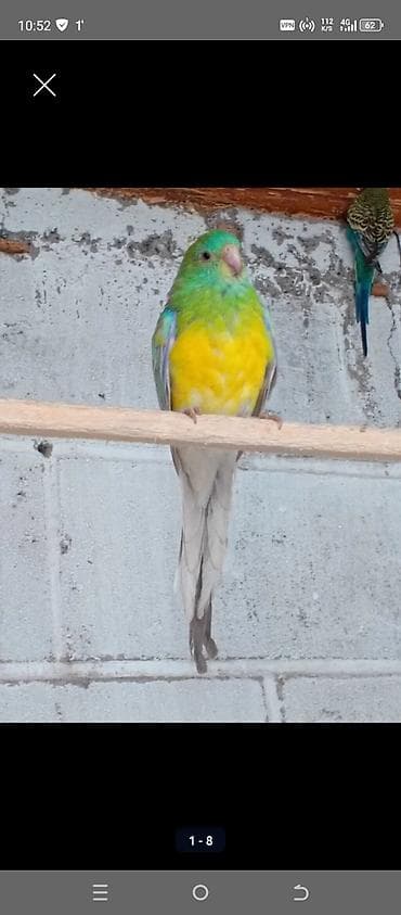 Волнистые попугаи и корелла - Волнистые попугаи классических и редких at lalafo.kg Волнистые попугаи и корелла - Волнистые попугаи классических и редких