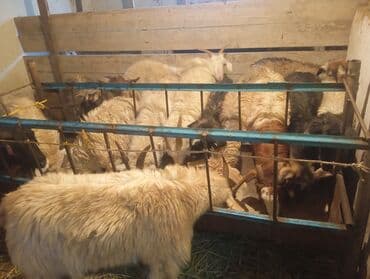 Продаю | Коза (самка), Козёл (самец), Козлёнок | Полукровка, Битал | На забой, Для разведения at lalafo.kg Продаю | Коза (самка), Козёл (самец), Козлёнок | Полукровка, Битал | На забой, Для разведения