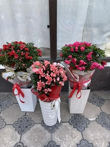 Антуриумдар: Комнатные цветы в стильном оформлении - Азалия в кашпо: пышные кусты lalafo.kg да — 1 Антуриумдар: Комнатные цветы в стильном оформлении - Азалия в кашпо: пышные кусты — 1