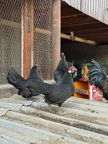 Продаю | Куры, Петух at lalafo.kg Продаю | Куры, Петух