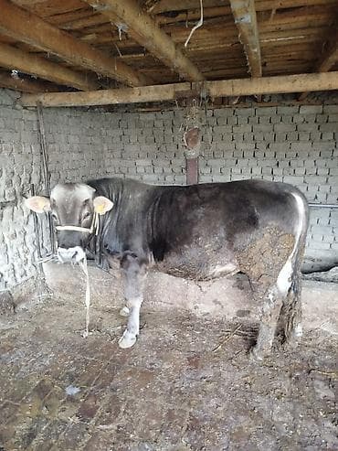 Продаю | Бык (самец) | Швицкая | На откорм | Привязанные at lalafo.kg Продаю | Бык (самец) | Швицкая | На откорм | Привязанные
