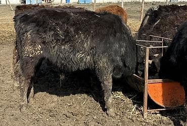 Продаю | Бык (самец) | На откорм at lalafo.kg Продаю | Бык (самец) | На откорм