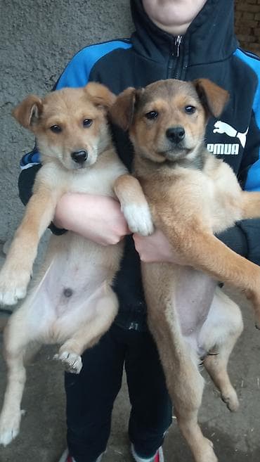 Отдам замечательных охранников в хорошие руки . Мальчик и at lalafo.kg Отдам замечательных охранников в хорошие руки . Мальчик и