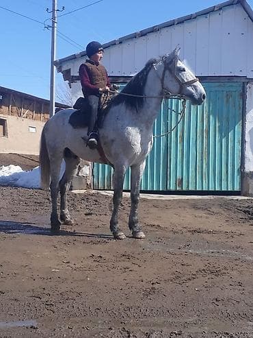 Продаю | Конь (самец) | Дончак | Для разведения | Племенные at lalafo.kg Продаю | Конь (самец) | Дончак | Для разведения | Племенные