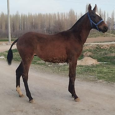 Продаю | Жеребенок | Полукровка | Для разведения at lalafo.kg Продаю | Жеребенок | Полукровка | Для разведения