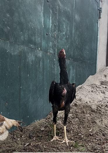 Продаю | Петух | Бойцовая | Для разведения at lalafo.kg Продаю | Петух | Бойцовая | Для разведения