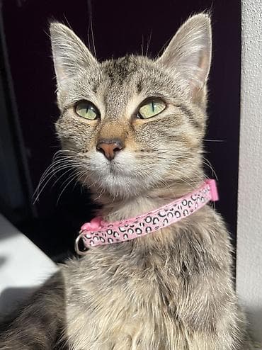 4 месяца, Девочка, Приучена к лотку, Проглистована at lalafo.kg 4 месяца, Девочка, Приучена к лотку, Проглистована