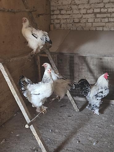 Продаю | Куры, Петух | Брама | Для разведения at lalafo.kg Продаю | Куры, Петух | Брама | Для разведения