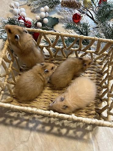 Деңиз чочколору: Продаются хомячки ручные. В нашем питомнике вы можете приобрести lalafo.kg да — 6 Деңиз чочколору: Продаются хомячки ручные. В нашем питомнике вы можете приобрести — 6