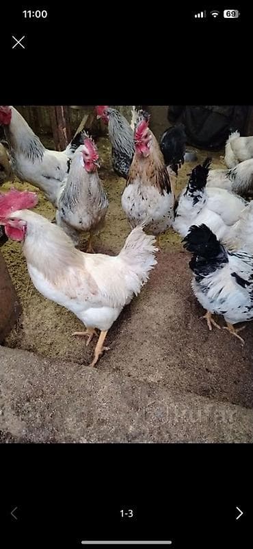 Продаю | Петух | Для разведения at lalafo.kg Продаю | Петух | Для разведения