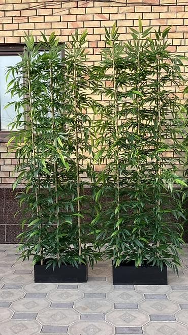 Искусственные декоративные деревья в кашпо для интерьера и экстерьера at lalafo.kg — 8 Искусственные декоративные деревья в кашпо для интерьера и экстерьера — 8