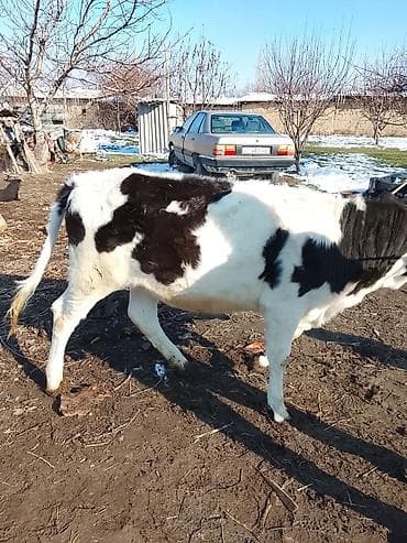 Продаю | Тёлка | Голштин | Для разведения at lalafo.kg Продаю | Тёлка | Голштин | Для разведения
