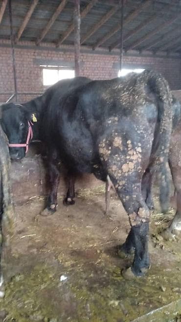 Продаю | Корова (самка) | Для разведения at lalafo.kg Продаю | Корова (самка) | Для разведения