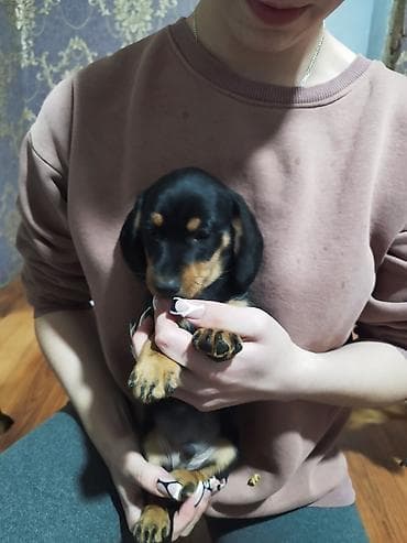 Такса, 2 месяца, Самец, С прививкой at lalafo.kg — 1 Такса, 2 месяца, Самец, С прививкой — 1