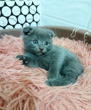 Скотиш Фолд (Шотландская вислоухая), 2 месяца, Мальчик, Серый, Приучена к лотку at lalafo.kg Скотиш Фолд (Шотландская вислоухая), 2 месяца, Мальчик, Серый, Приучена к лотку